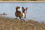 CORGI CARDIGAN 206